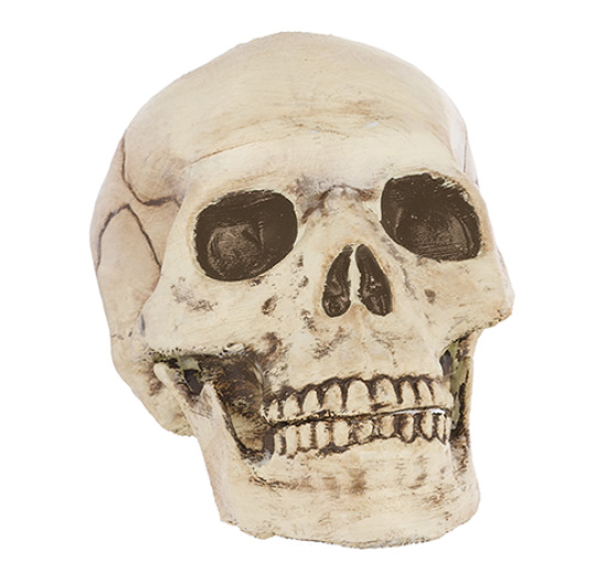 REALISTIC SKULL WITH JOINTED MOUTH - 15CM